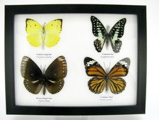 4 farfalle vere, imbottite