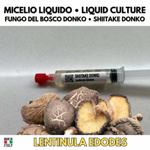 Micelio liquido shiitake - micelio, donko