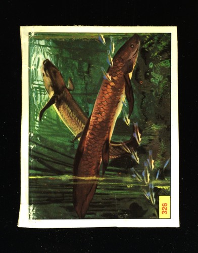 Animali preistorici - animali,