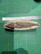 Pesce Fossile Aspidorinco