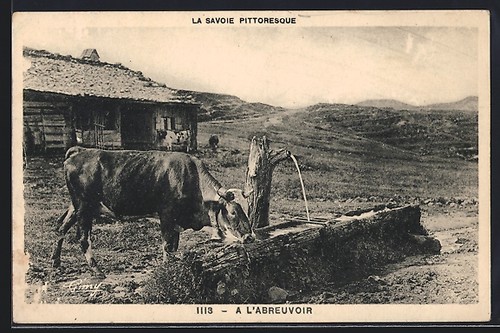 Mucca sull abbeveratoio - mucca, sull'abbeveratoio