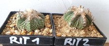 2 Ritteri Aztechium sulle