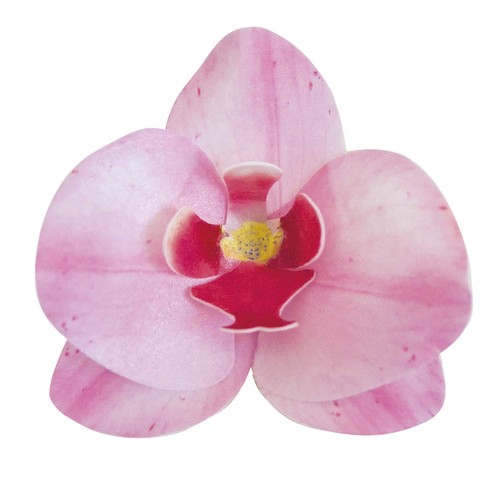 Dekora conf orchidee in - dekora, 10