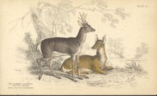 IL CAPRIOLO COM,U, di  JARDINE