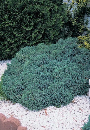 Ginepro squamoso juniperus - squamoso,