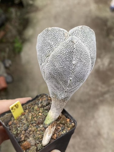 Extra alto astrophytum - extra,