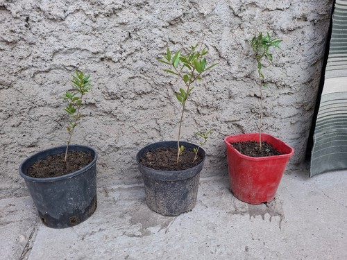Piante melograno h30 - melograno, h30-40cm
