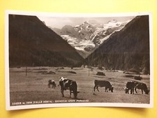 Cogne (Aosta). Grazing cows -