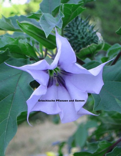 Datura flieder violett - 🔥,