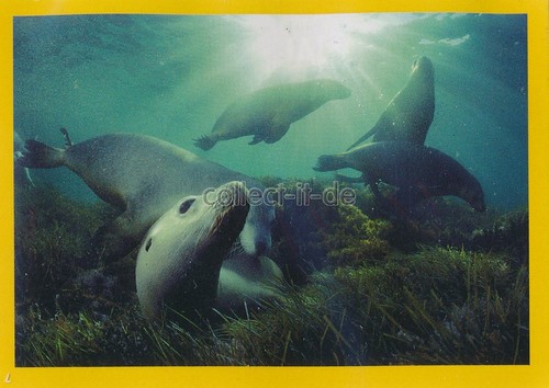 Panini national geographic - national,