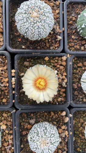 Pezzi rari cactus mix - pezzi,