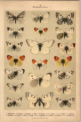 Lithographie schmetterlinge - lithographie,