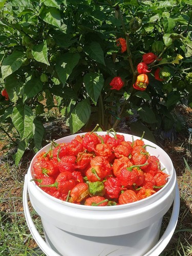 Semi peperoncino - semi, di