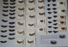 pin's insigne HOG Harley