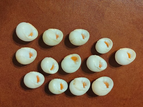 Conchiglia shell nerita - shell,