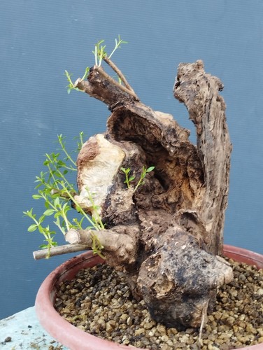 Bonsai olivastro 30x20cm - bonsai,