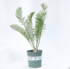 vaso 23 cm Encephalartos