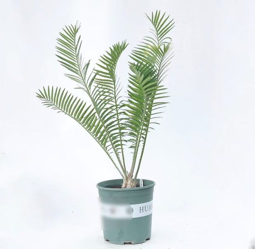 Vaso encephalartos - vaso, 23