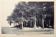 Cartolina - Carpegna - Bosco della Cantoniera - 1920 ca.