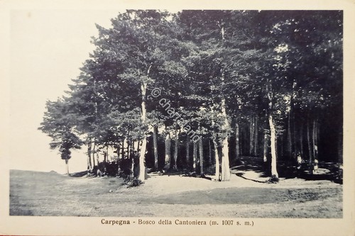 Cartolina carpegna bosco - cartolina,