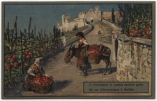 cartolina POMODORO AMMONIACA SOLFATO