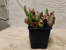 Sarracenia Purpurea ssp