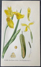 Botanique Iris Faux-Acore Iris