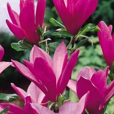Magnolia giapponese - giapponese, "magnolia