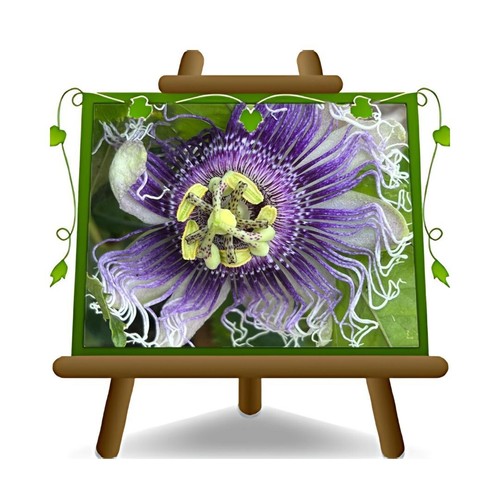 Passiflora robin piante - passiflora,