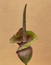 Amorphophallus Impressus  Bulbo Medio