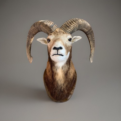 Muflone ariete animale - muflone,
