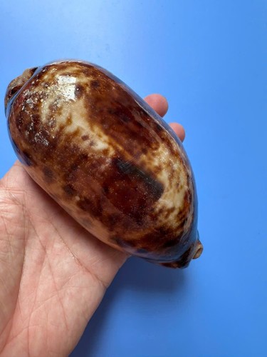 131 cypraea testudinaria - cypraea,