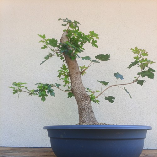 Bonsai acero campestre - acero,