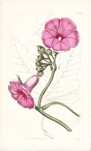 Ipomoea insignis - ipomoea,