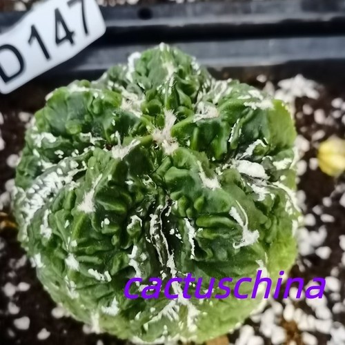 radicato!!----Astrophytum