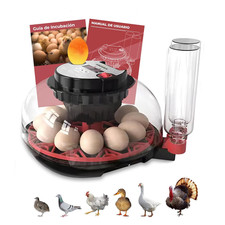 Incubatrice Uova Gallina -