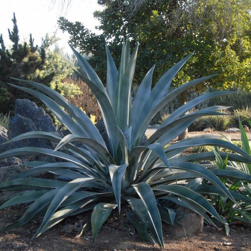Agave weberi pianta in - agave,