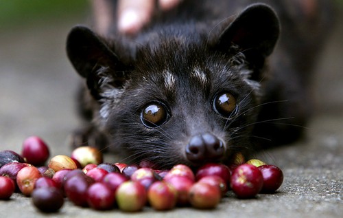 Caffè 100 kopi luwak - caffè,
