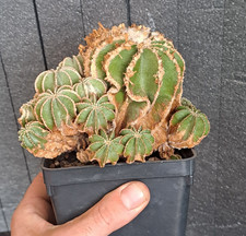 Aztekium hintonii (Mexico)
