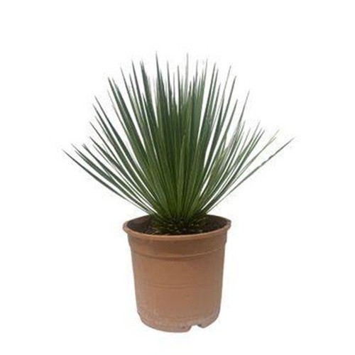 Yucca rostrata cm - cm, |