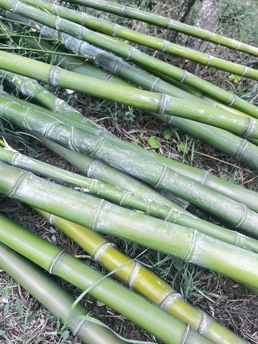 Canne bambù bamboo - di,
