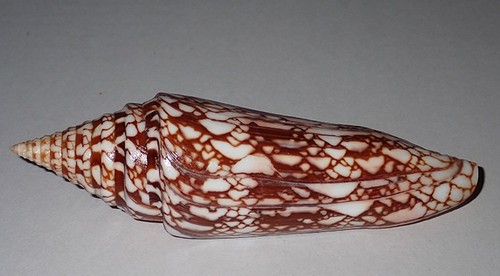 135 rare huge conus - mm,