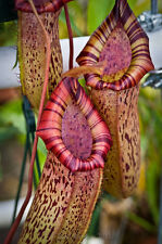 5 SEMI DI Nepenthes ventricosa x spectabilis "Rarissima-SPEDIZIONE GRATUITA "