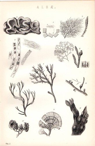 1880 stampa alghe varie tipi - ~,