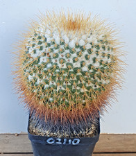 Mammillaria apozolensis ssp