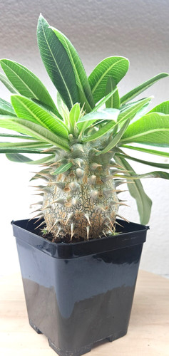 Pachypodium horombense - , ️