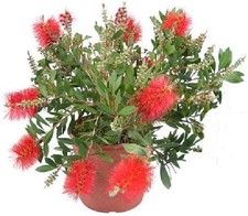 Pianta callistemon red - pianta,