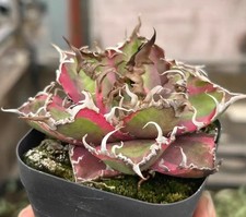 Rara pianta di cactus Agave