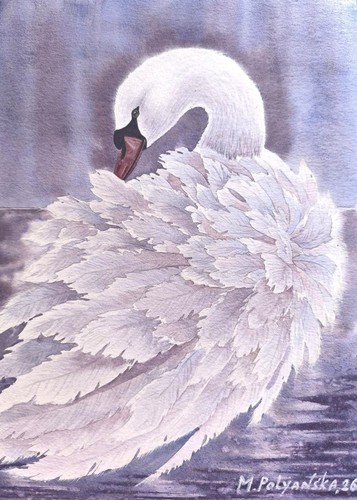 Birds snowy white swan love - white,