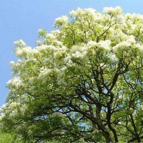 Fraxinus excelsior frassino - -,